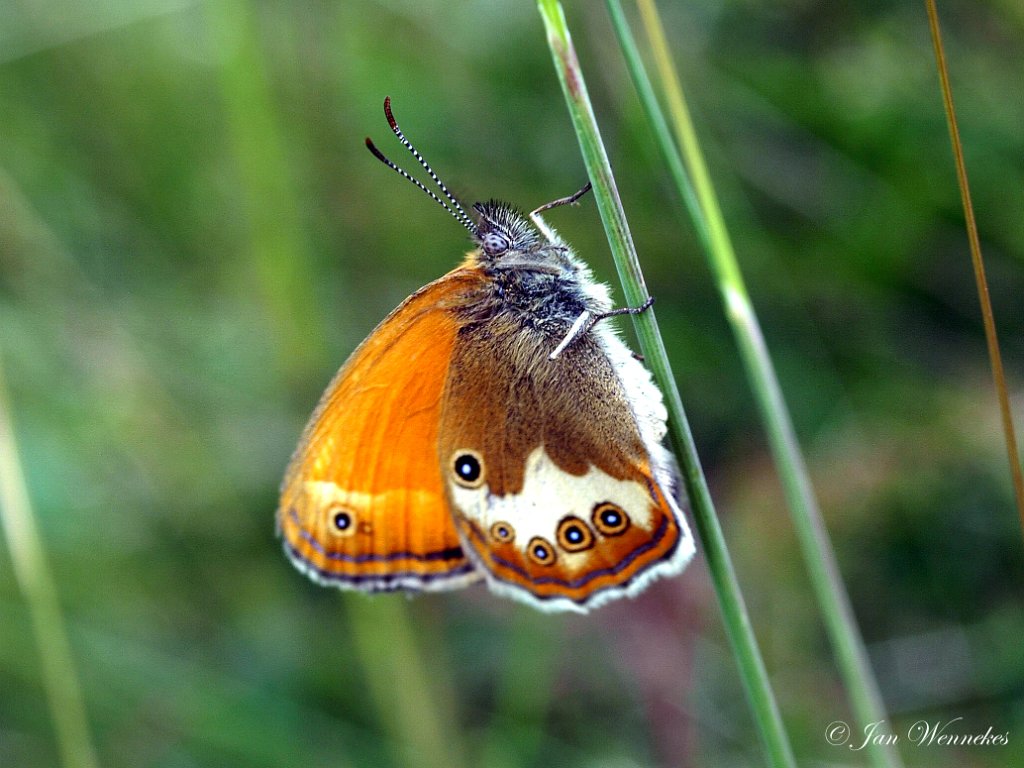 Tweekleurig hooibeestje, Coenonympha arcania.JPG